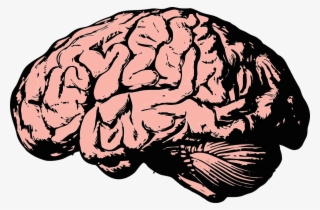 Thinking Brain Png Hd Transparent Thinking Brain Hd - Brain Png