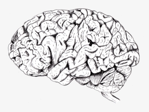 Drawn Brain Tumblr Transparent - Brain