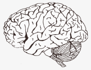 Clip Black And White Library Images Of Brains Spacehero - Brain Black And White No Background