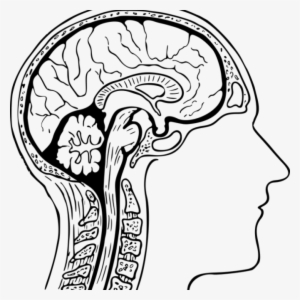 Brain Clipart Black And White Brain Clipart Black And - Brain Drawing