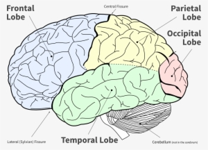 Lofi Diagram Of The Main Brain Lobes - Cognitive Science: Questions And Answers
