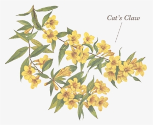 Cats Claw - Cat's Claw