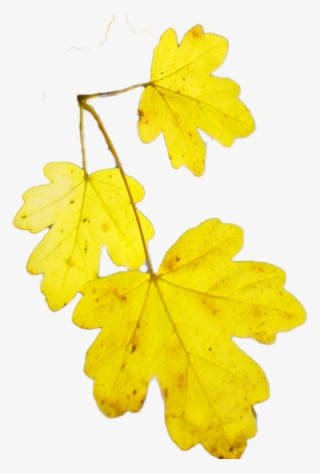 Transparant Acer Campestre 2601 Leaf - Wikimedia Commons