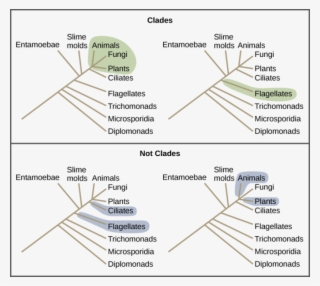 Image - Analogous Traits Phylogenetic Tree