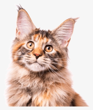 Maine Coon Kittens Cats Search - Asian