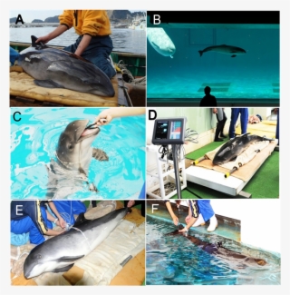 Indoor Exhibition Pool Where The Animal Was Mainly