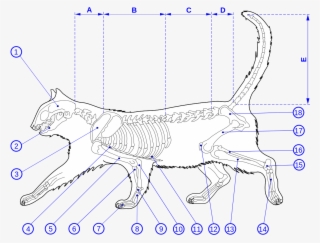 Skeleton Of A Cat Diagram Ver - Cat Anatomy Bones
