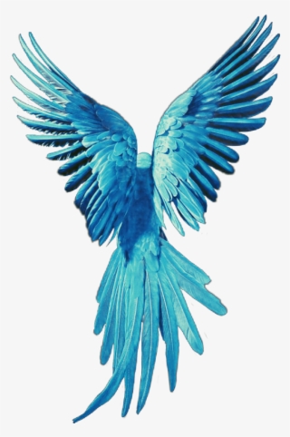 Bird Wings Turquoise Dove Babyblue - Parrot