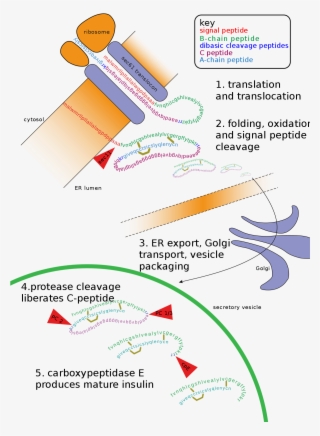 Post Translational Modification Diagram