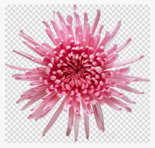 Tug Of Love By Penny Jordan 9780263216899 (hardback)