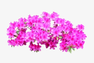 Plant Shrub Tree Bright Transprent Png Free - Azaleas Png