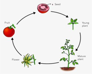 Nonprofit Lifecycle - Tomato Life Cycle