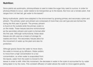 Since Plants Are Autotrophs, Photosynthesis Is Used - Adaptation Of Tomato Plant