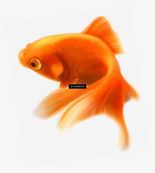 Ocean Fish Pic - Png Format Fishes Png Hd