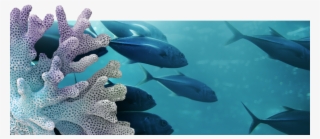 Fishing Responsibly - Fast Fish