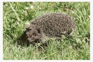 Big Image - Northern White-breasted Hedgehog