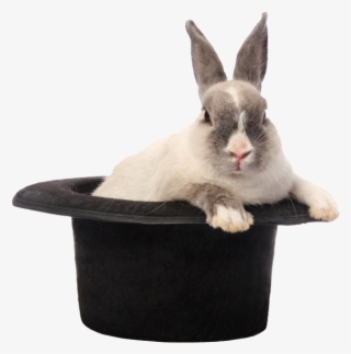 Rabbit Hat Png Image - Domestic Rabbit