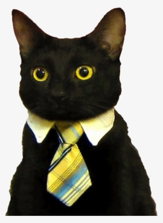 Post - Good Morning Funny Cat