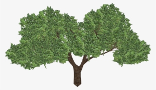 Ngiao - Oak