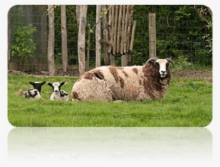 Patriarch S Sheep Discovered