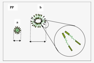 Distribution Of Micelles In The Pp Matrix Phase A - Diagram