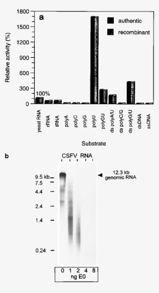 Download - Ribonuclease