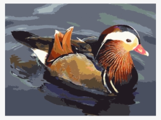 Mandarin Duck Clipart Mouth - Ducks In South Korea