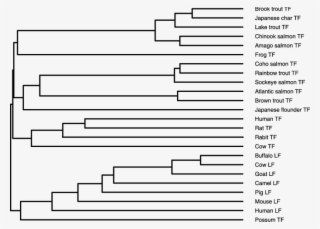 Phylogenetic Tree Of The 24tfs Constructed By Clustalw - Colorfulness