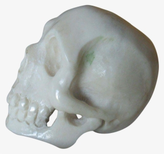 Deer Antler Netsuke - Skull