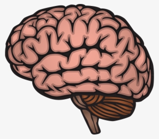 Noviembre 2, 2018 Full Resolution - Nervous System Infographics