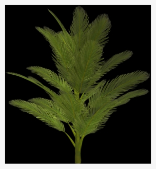 Palm Tree, Free Pngs - Tree