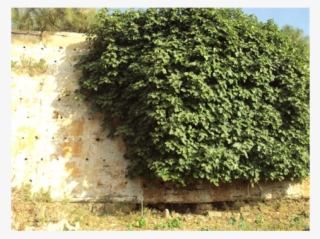 Development Of Herbs And Shrubs Joints Between The