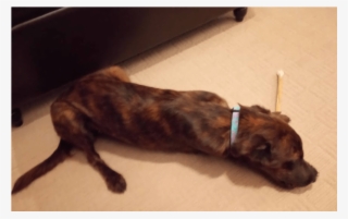 Snickers Adopted Into A Forever Home - Longdog