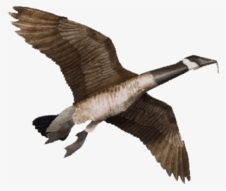 Free Png Goose Png Images Transparent