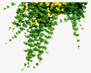 Hanging-flowers - Hanging Flowers Png