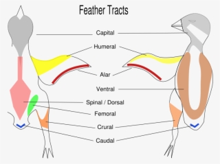 Pterylae - Feather Tracts