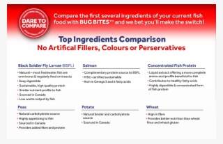 Dare To Compare - Black Soldier Fly