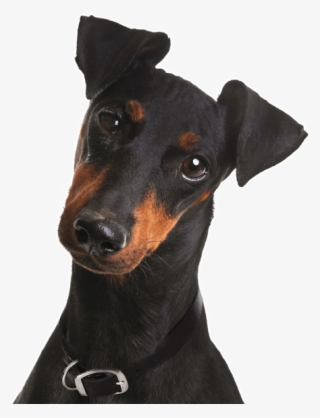 Search - Manchester Terrier Puppy