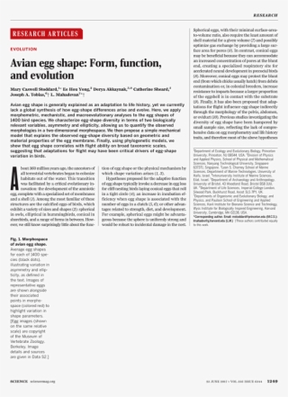 Goose Tower In Vordingborg, Zealand