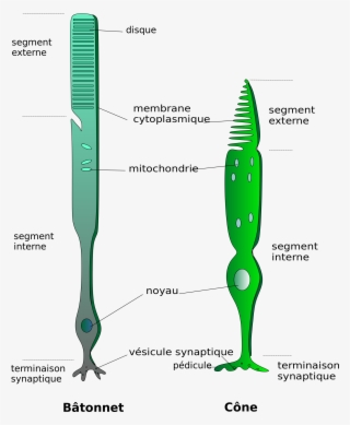 Open - Labelled Diagram Of Rods And Cones