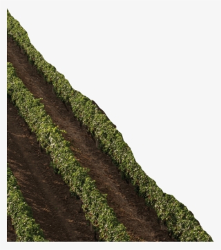 Corner Background Image - Sartin Denny Productions, Llc