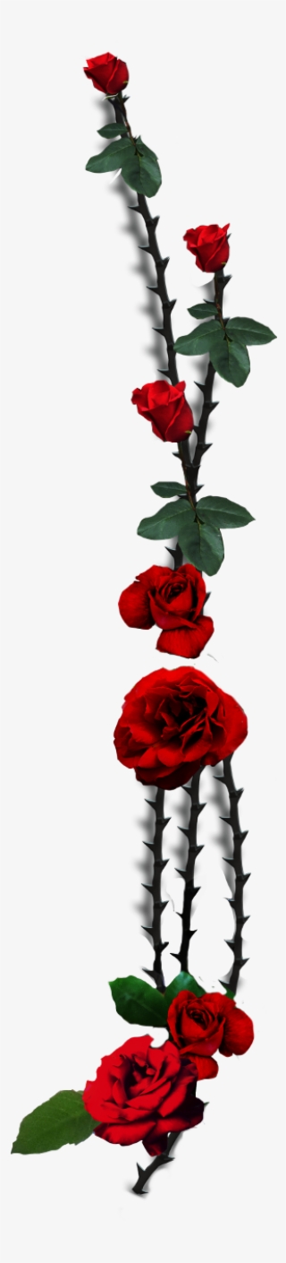 Rose Thorns Png
