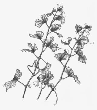 Image Description - Sketch