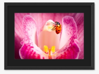 Lady Bug & The Orchid Print With Mat In Rustic Frame - Portable Network Graphics