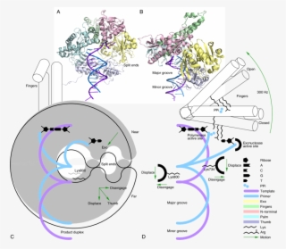 Dna Double Helix Is Drawn As Intertwined Arcs As Viewed