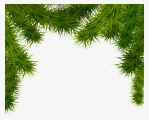 Pine Branches Png Clipart Image - Christmas Tree Border Png