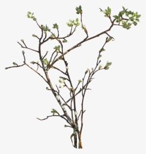 Transparent Tree Branches Download - Plant Branch Png