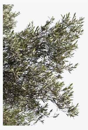Olive Tree Branch Png