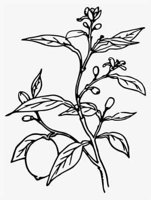 Trees Black And White At Getdrawings Com - Lemon Tree Black And White