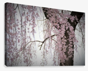 Pink Cherry Blossom Tree Photograph Canvas Print - Canvas Print
